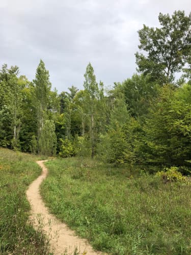 Bucolic winding sandy path through forest-bordered field