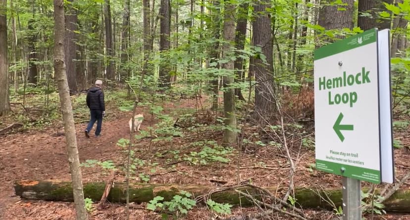 Human and dog walk along beautiful wooded trail with signage, Hemlock Loop