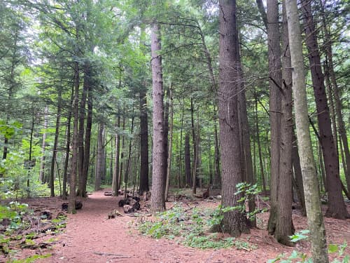 Beautiful Woodland Path