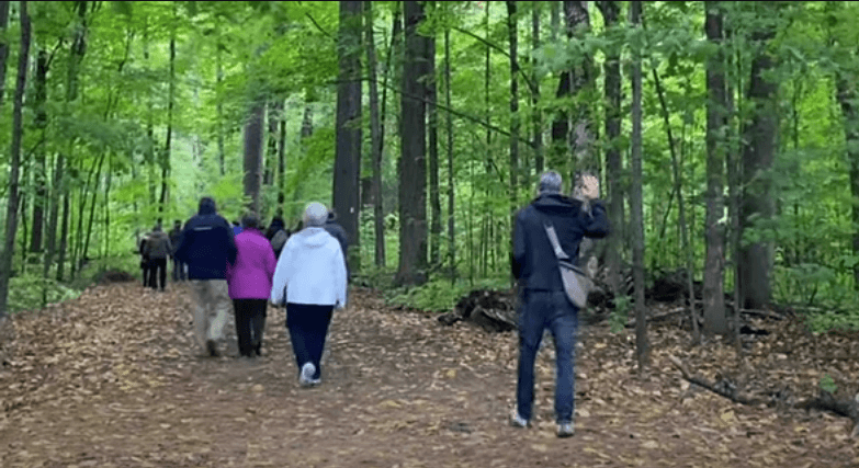 People walking a woodland path