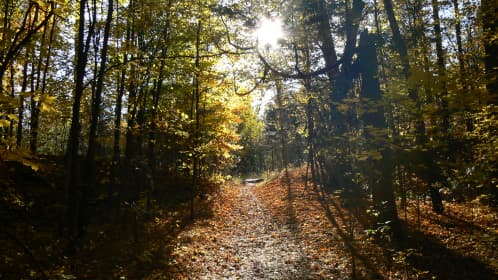 Sundrenched Woodland Path