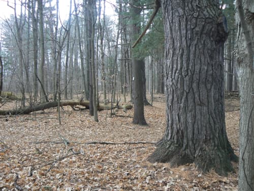 Autumn Forest