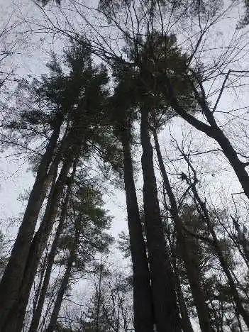 Concerned local citizens join in a beautiful wintery woodland setting.
