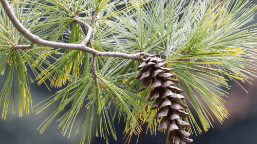Pine code hanging from tree