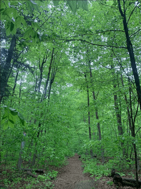 Forest Path
